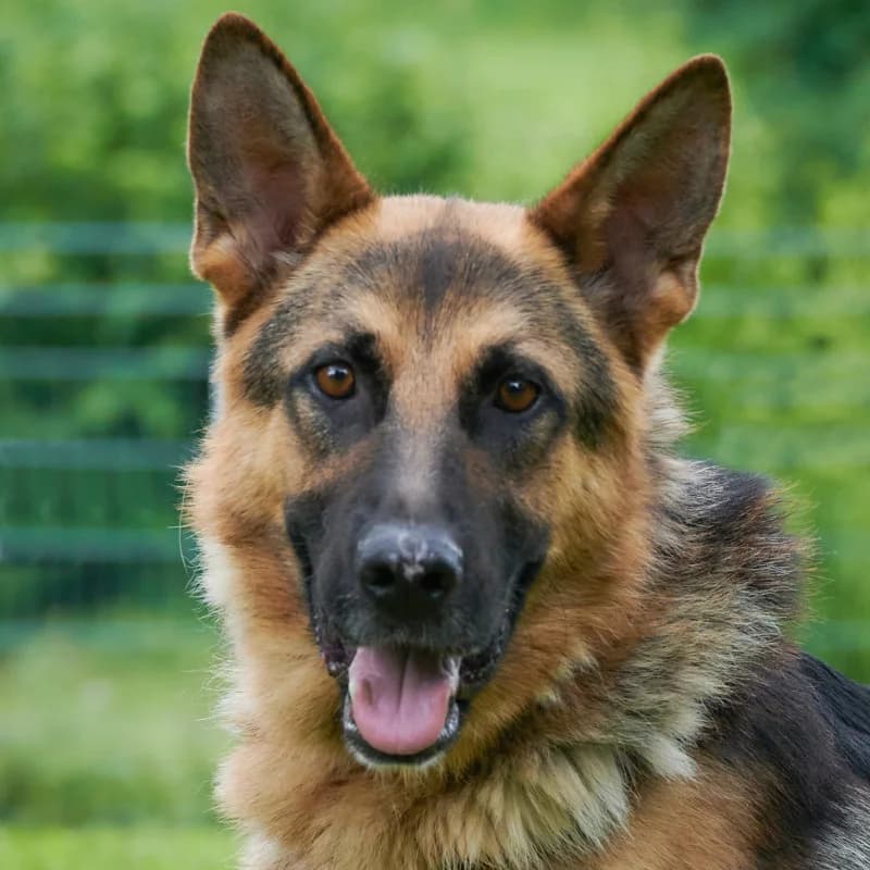Jouston, weiss male Mixed Breed for adoption at Tierhilfe Franken e.V., Lauf