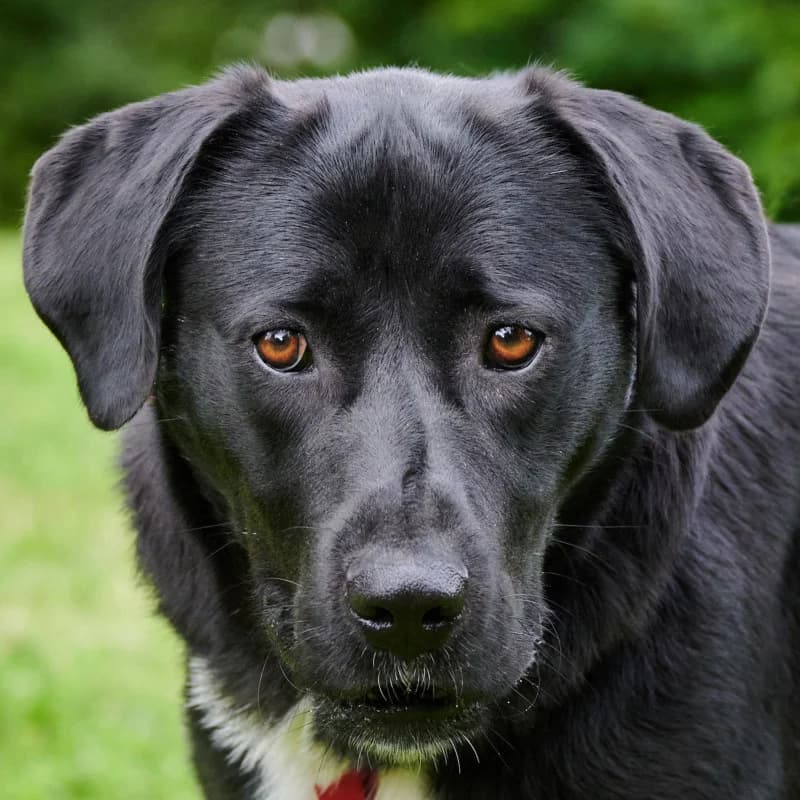 Meischa, male Mixed Breed for adoption at Tierhilfe Franken e.V., Lauf