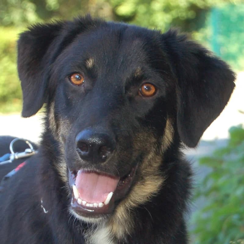 Mick, male Mixed Breed for adoption at Tierhilfe Franken e.V., Lauf