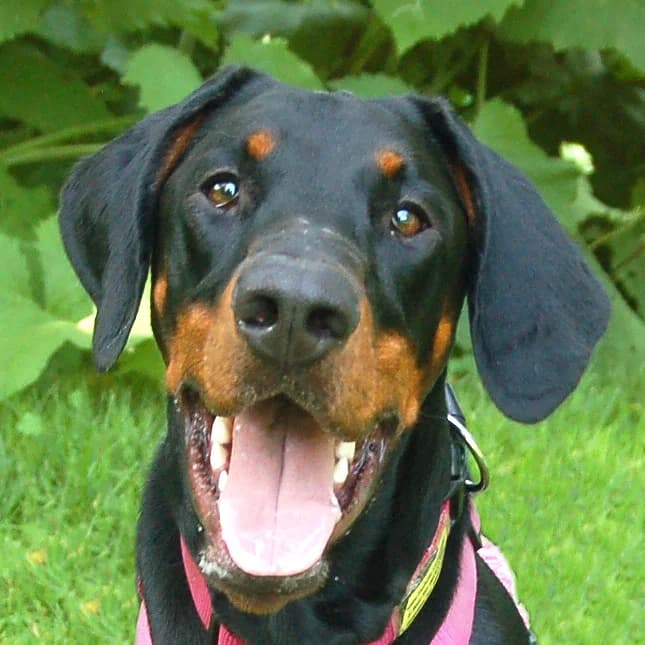 Chica Lina, male Mixed Breed for adoption at Tierhilfe Franken e.V., Lauf