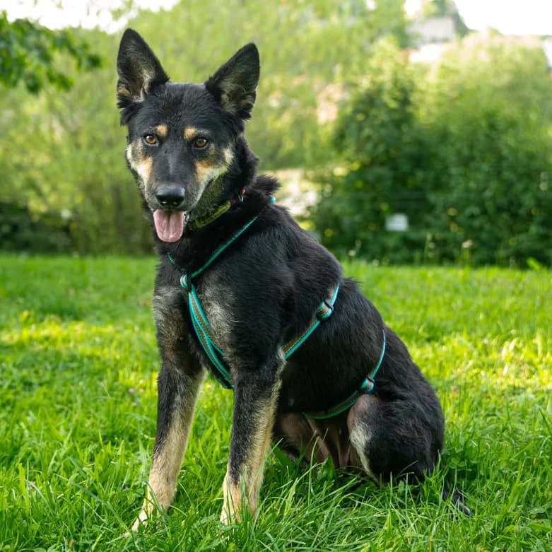 Greti, female Mixed Breed for adoption at Tierhilfe Franken e.V., Lauf