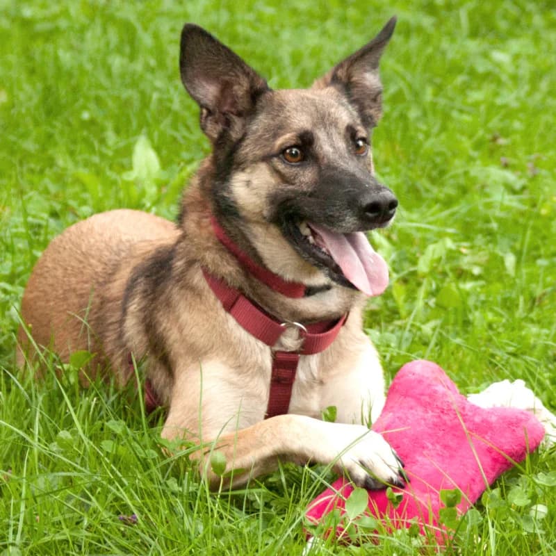 Lacia, female Mixed Breed for adoption at Tierhilfe Franken e.V., Lauf
