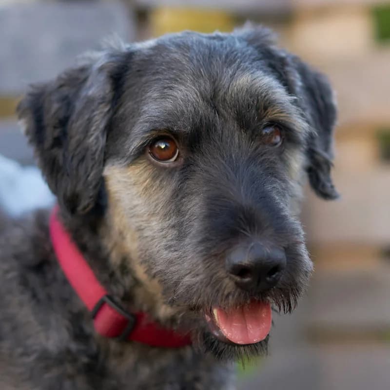 Benjino, Mixed Breed for adoption at Tierhilfe Franken e.V., Lauf