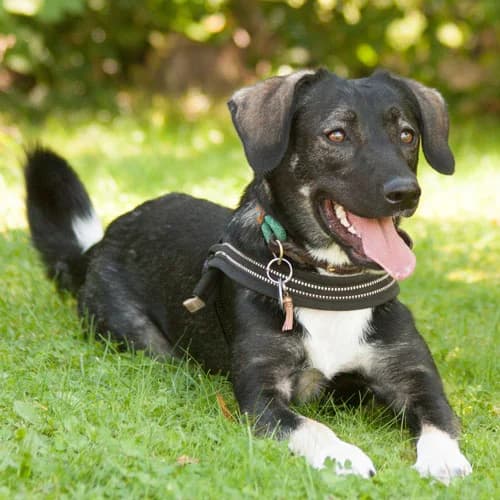 Funny, weiß female Mixed Breed for adoption at Tierhilfe Franken e.V., Lauf