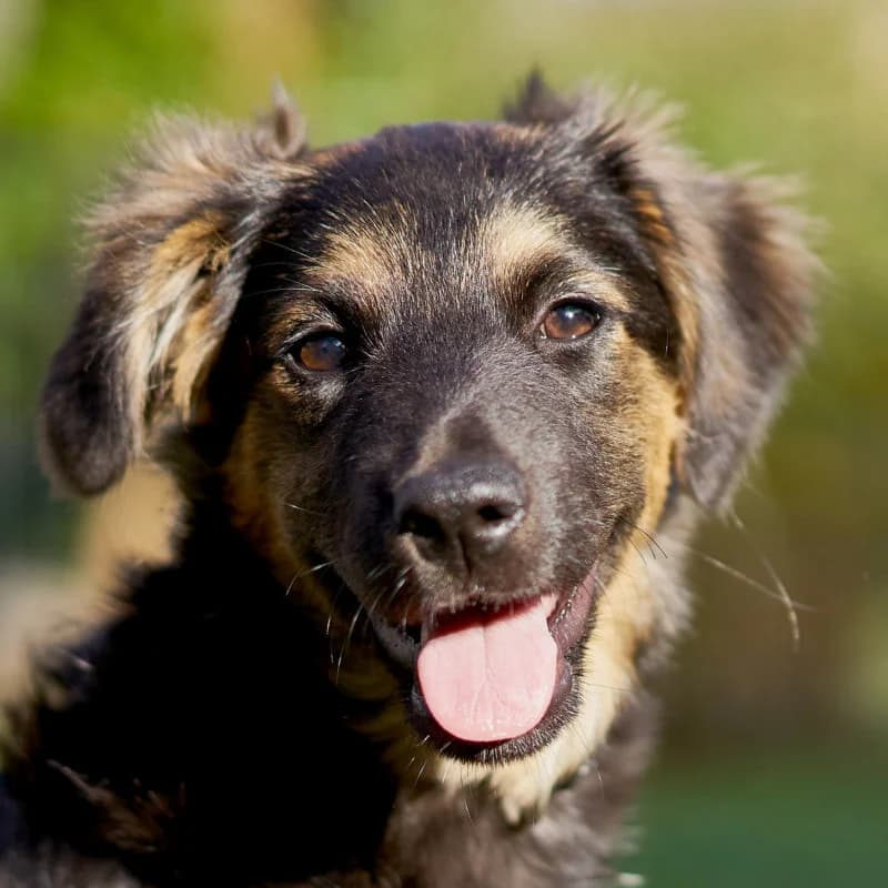Belana (mit Video), puppy Mixed Breed for adoption at Tierhilfe Franken e.V., Lauf