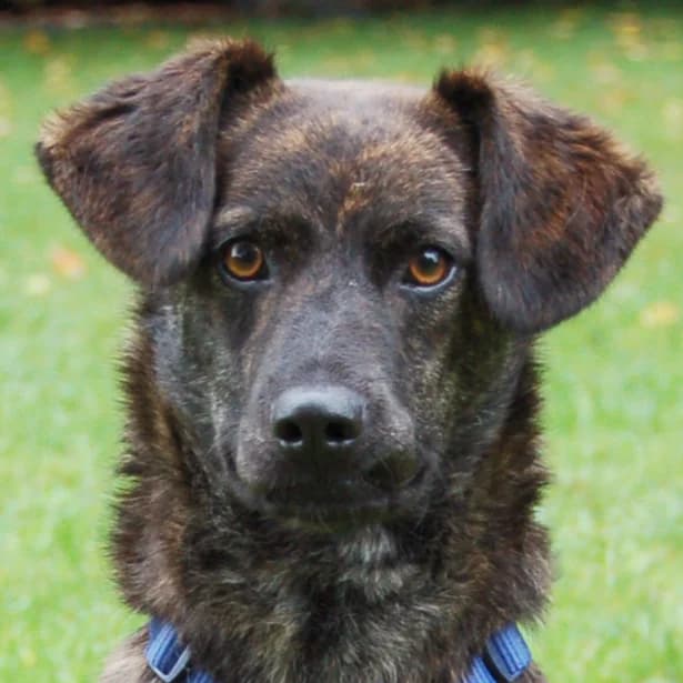 Ludmilla, female Mixed Breed for adoption at Tierhilfe Franken e.V., Lauf