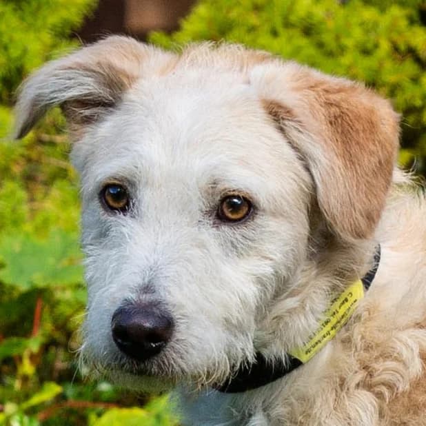 Limmie, Mixed Breed for adoption at Tierhilfe Franken e.V., Lauf