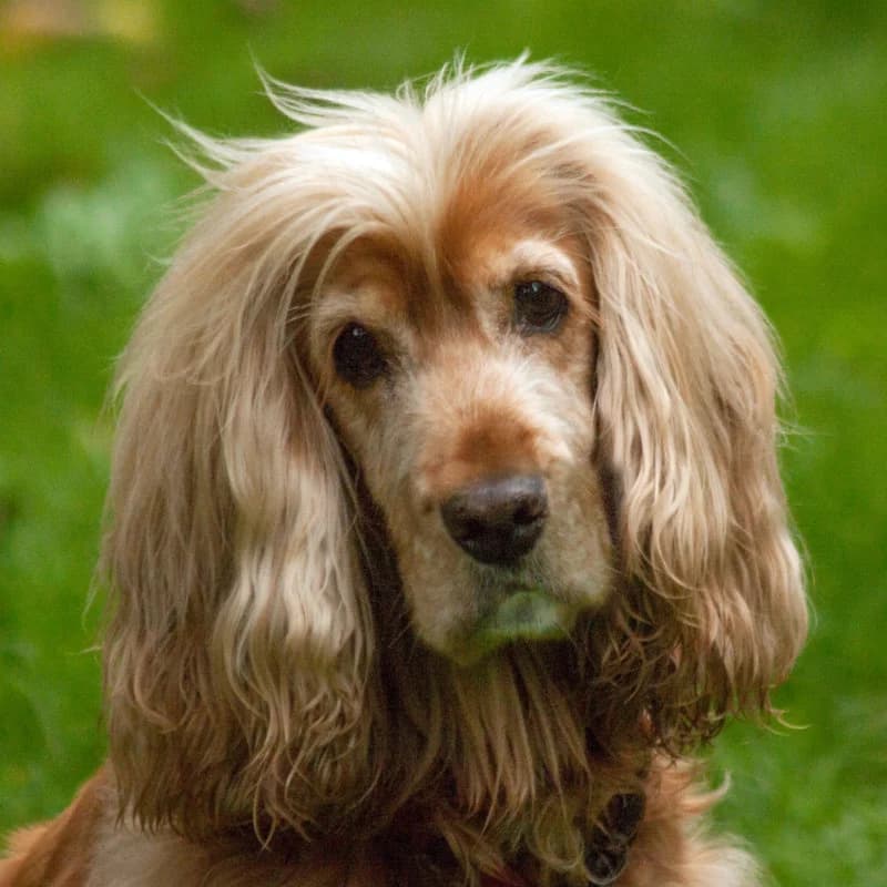 Phoebe, female Mixed Breed for adoption at Tierhilfe Franken e.V., Lauf
