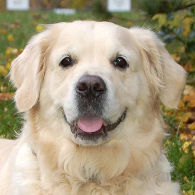 Carmen, female Mixed Breed for adoption at Tierhilfe Franken e.V., Lauf
