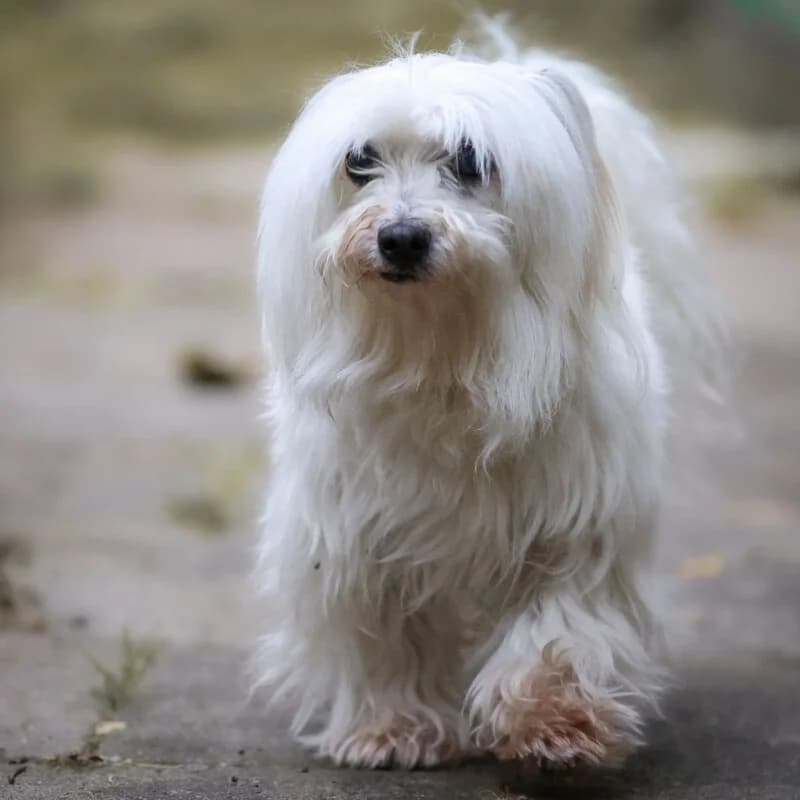 Patenhund * Cyrano, Mixed Breed for adoption at Tierhilfe Franken e.V., Lauf