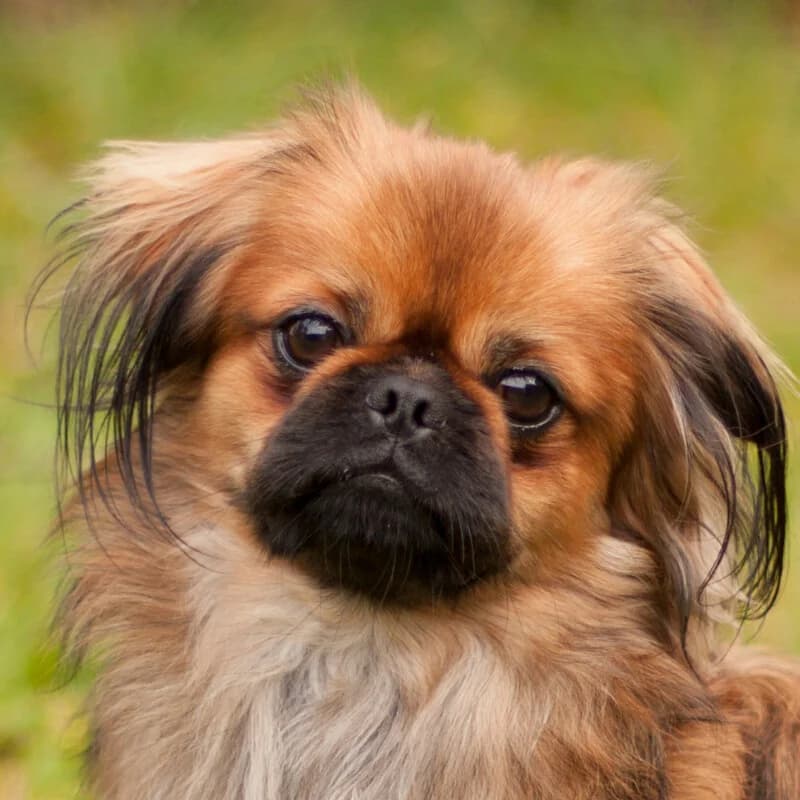 Billy Young, Mixed Breed for adoption at Tierhilfe Franken e.V., Lauf