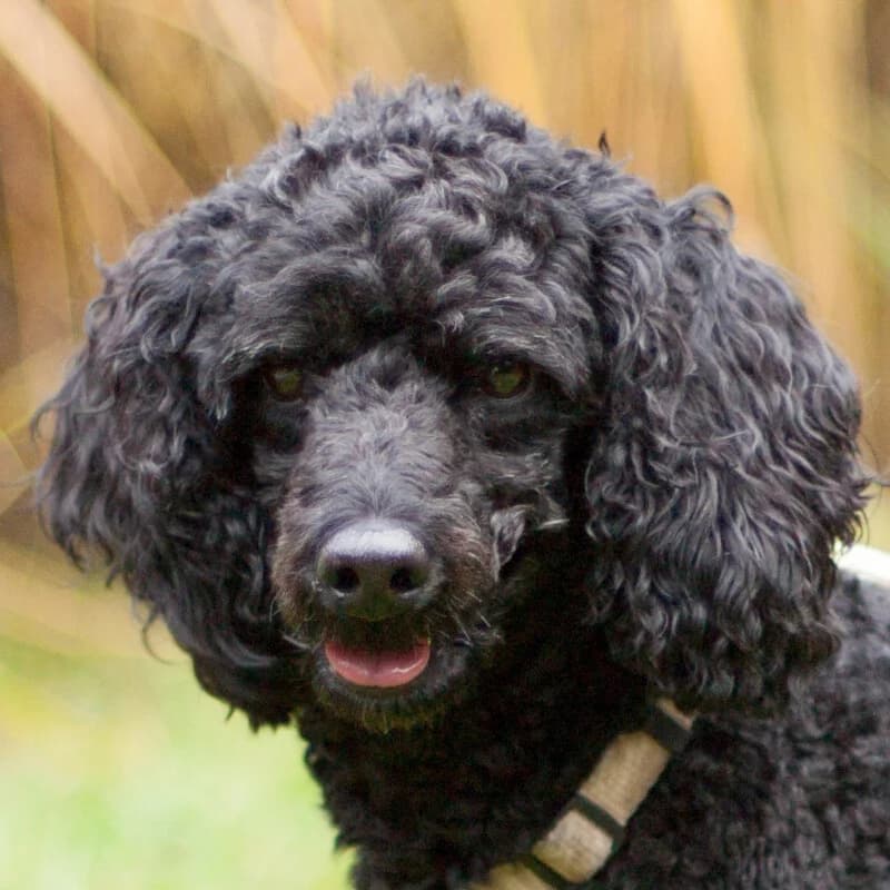 Bonnie Pu, female Mixed Breed for adoption at Tierhilfe Franken e.V., Lauf