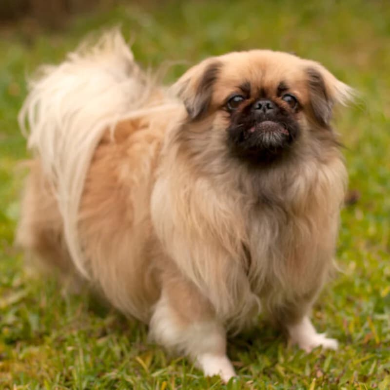 Omi Emma, Mixed Breed for adoption at Tierhilfe Franken e.V., Lauf