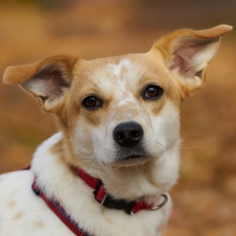 Babasch, female Mixed Breed for adoption at Tierhilfe Franken e.V., Lauf