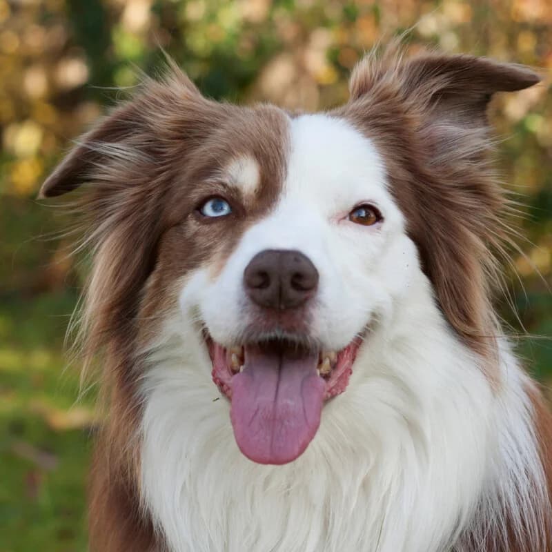 Zombie, male Mixed Breed for adoption at Tierhilfe Franken e.V., Lauf