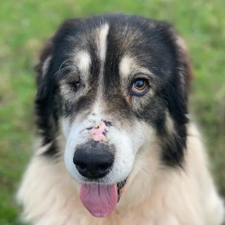 David, male Mixed Breed for adoption at Tierhilfe Franken e.V., Lauf