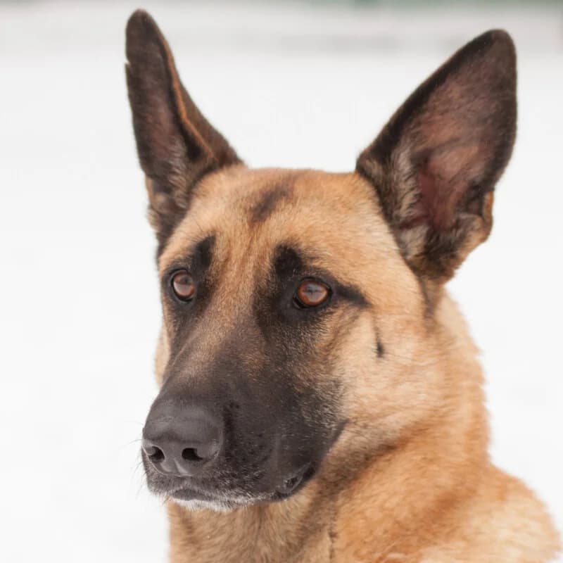 Vega, female Mixed Breed for adoption at Tierhilfe Franken e.V., Lauf