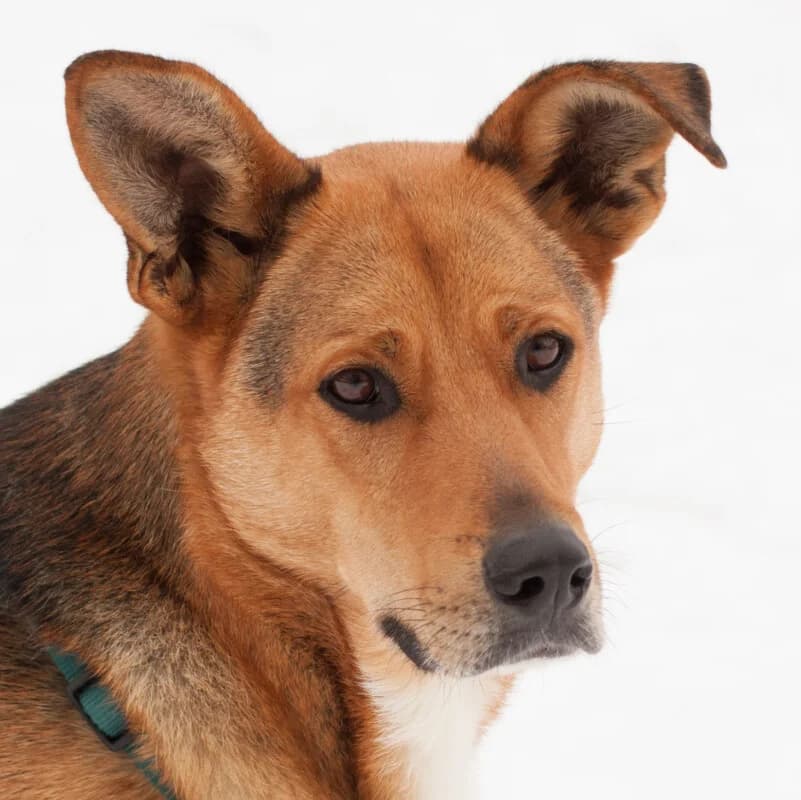 Kika, female Mixed Breed for adoption at Tierhilfe Franken e.V., Lauf