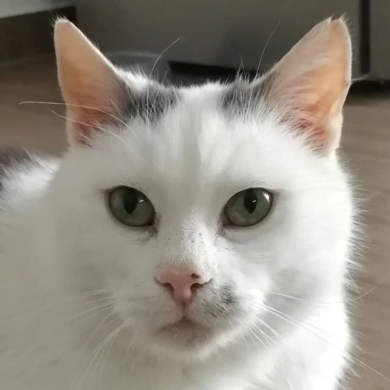 Coco, male Mixed Breed for adoption at Tierhilfe Franken e.V., Lauf