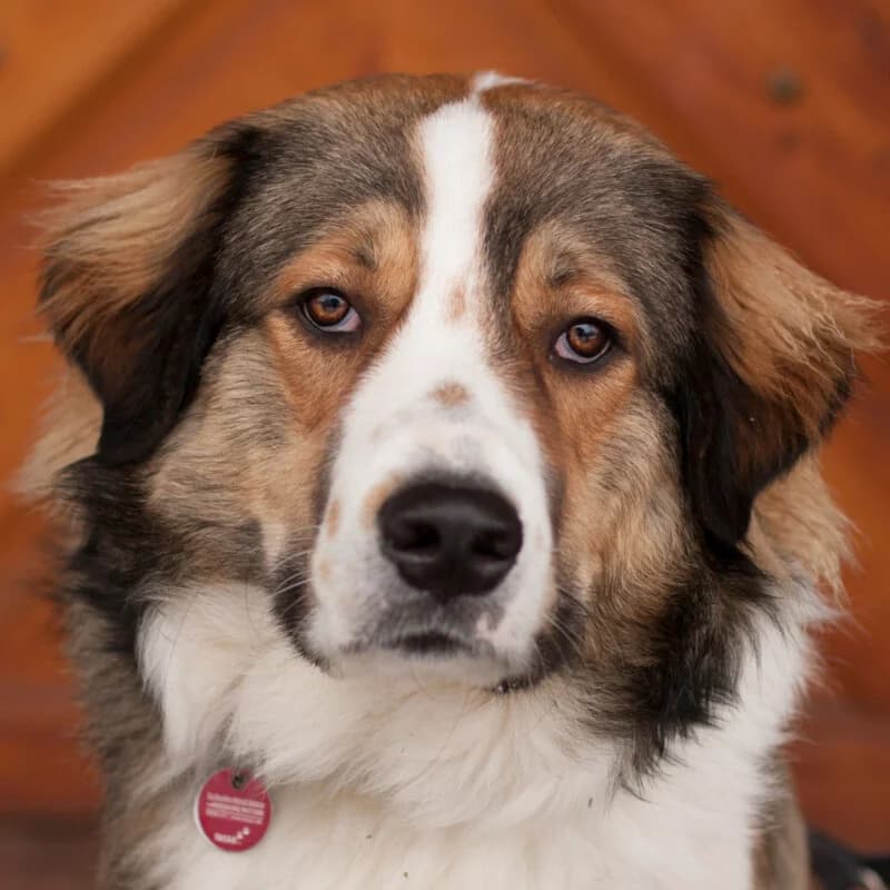 Bubba, male Mixed Breed for adoption at Tierhilfe Franken e.V., Lauf