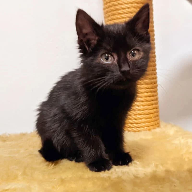 Schoki, Mixed Breed for adoption at Tierhilfe Franken e.V., Lauf