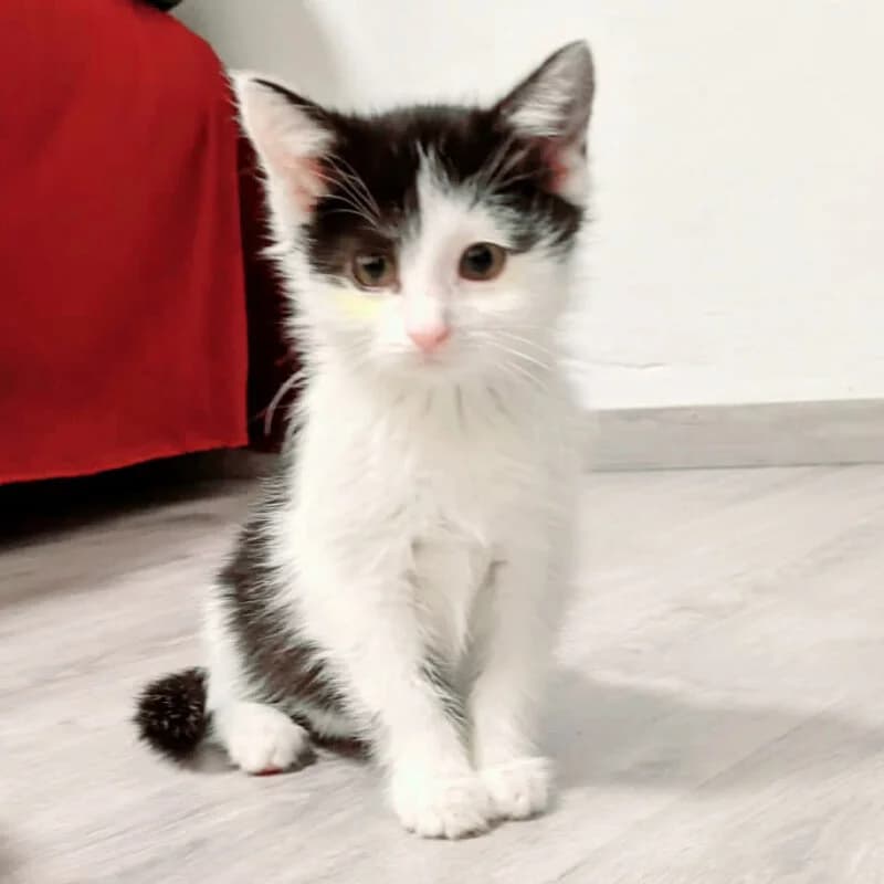 Bounty, Mixed Breed for adoption at Tierhilfe Franken e.V., Lauf