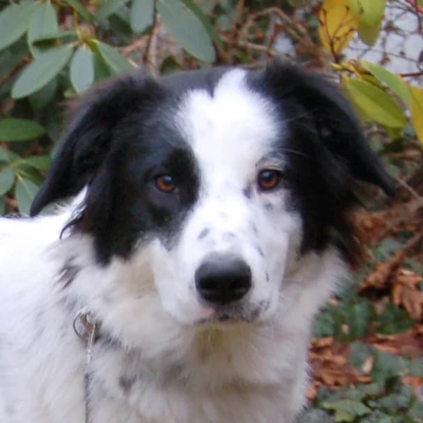 Yuma, female Mixed Breed for adoption at Tierhilfe Franken e.V., Lauf