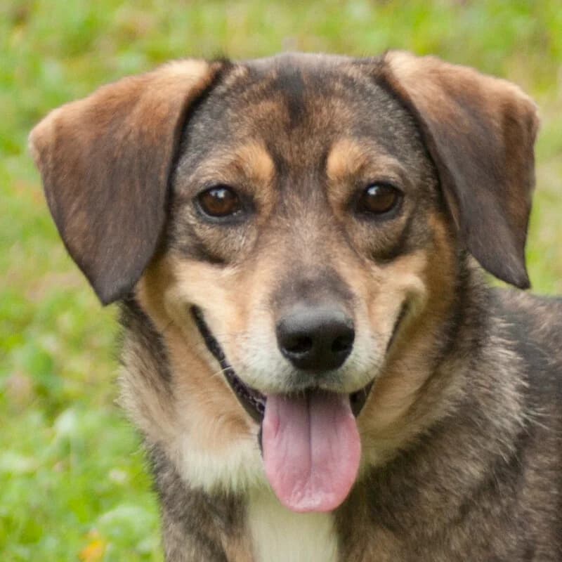 Selma, female Mixed Breed for adoption at Tierhilfe Franken e.V., Lauf