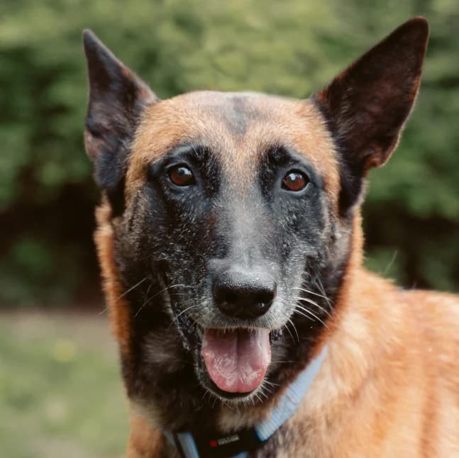 Astra, female Mixed Breed for adoption at Tierhilfe Franken e.V., Lauf