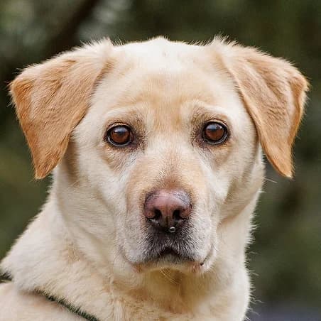 Bonia, female Mixed Breed for adoption at Tierhilfe Franken e.V., Lauf