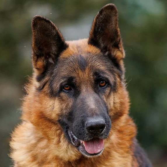 Rover, male Mixed Breed for adoption at Tierhilfe Franken e.V., Lauf