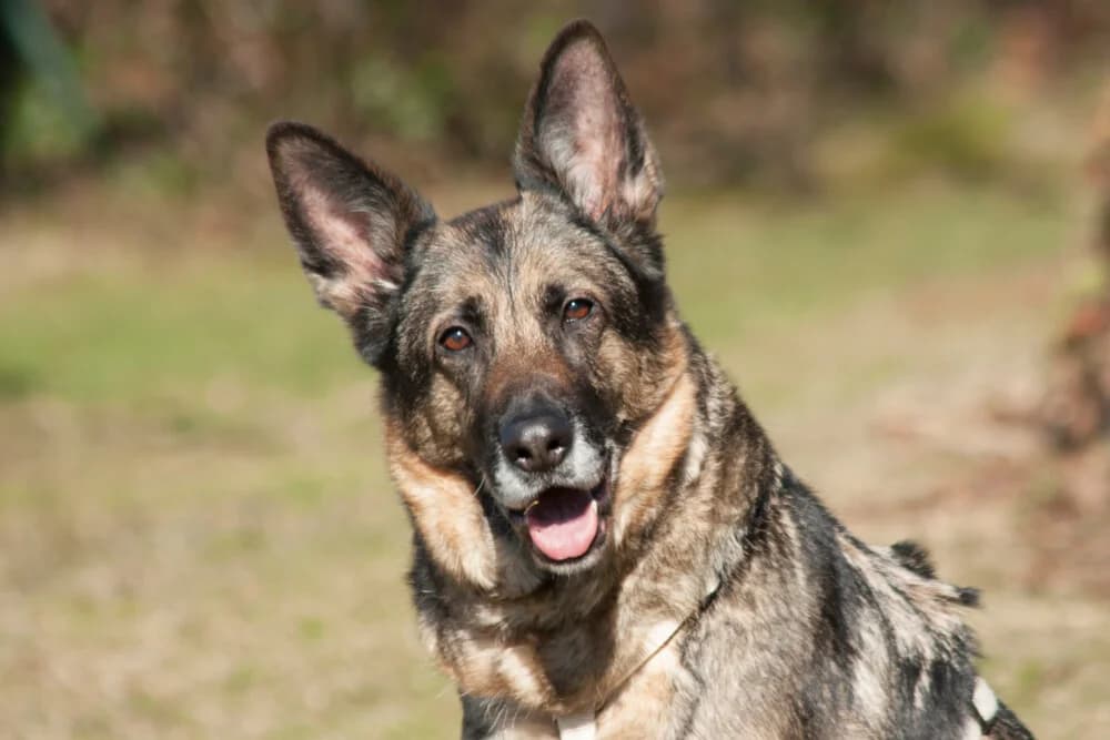 Josia –, female Mixed Breed for adoption at Tierhilfe Franken e.V., Lauf