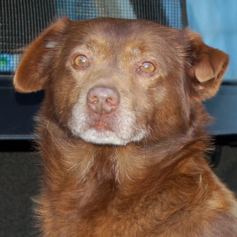 Medo –, senior Mixed Breed for adoption at Tierhilfe Franken e.V., Lauf