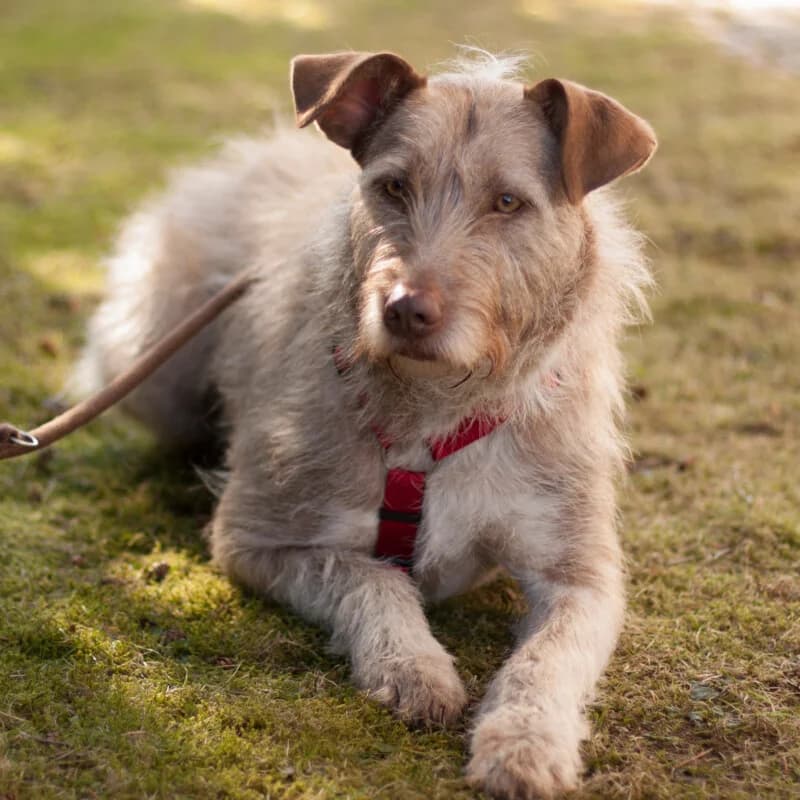 Fiona, female Mixed Breed for adoption at Tierhilfe Franken e.V., Lauf