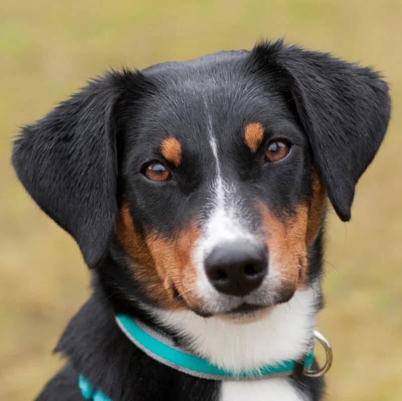 Fräulein Milly, female Mixed Breed for adoption at Tierhilfe Franken e.V., Lauf