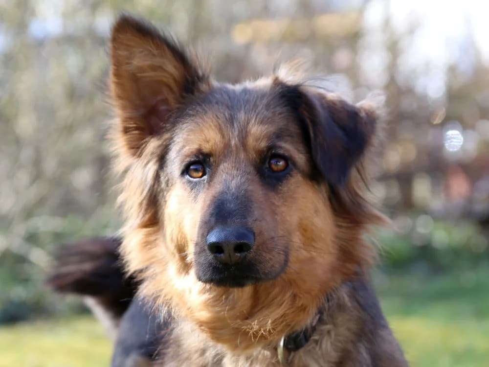 Uckilein, female Mixed Breed for adoption at Tierhilfe Franken e.V., Lauf