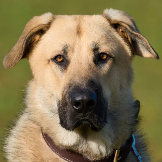 Big Ares, puppy Mixed Breed for adoption at Tierhilfe Franken e.V., Lauf