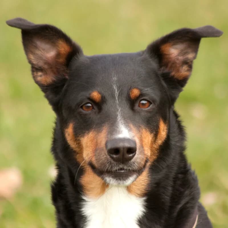 Gini, female Mixed Breed for adoption at Tierhilfe Franken e.V., Lauf