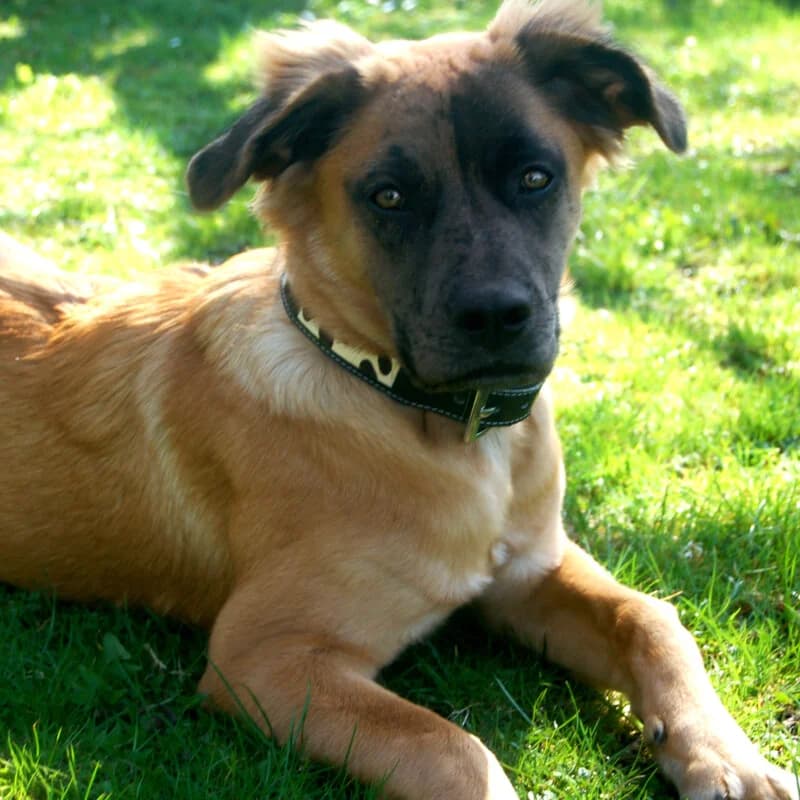 Loola, female Mixed Breed for adoption at Tierhilfe Franken e.V., Lauf