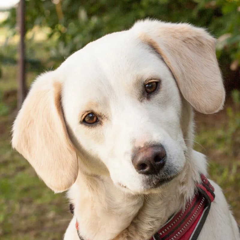 Raffa, female Mixed Breed for adoption at Tierhilfe Franken e.V., Lauf
