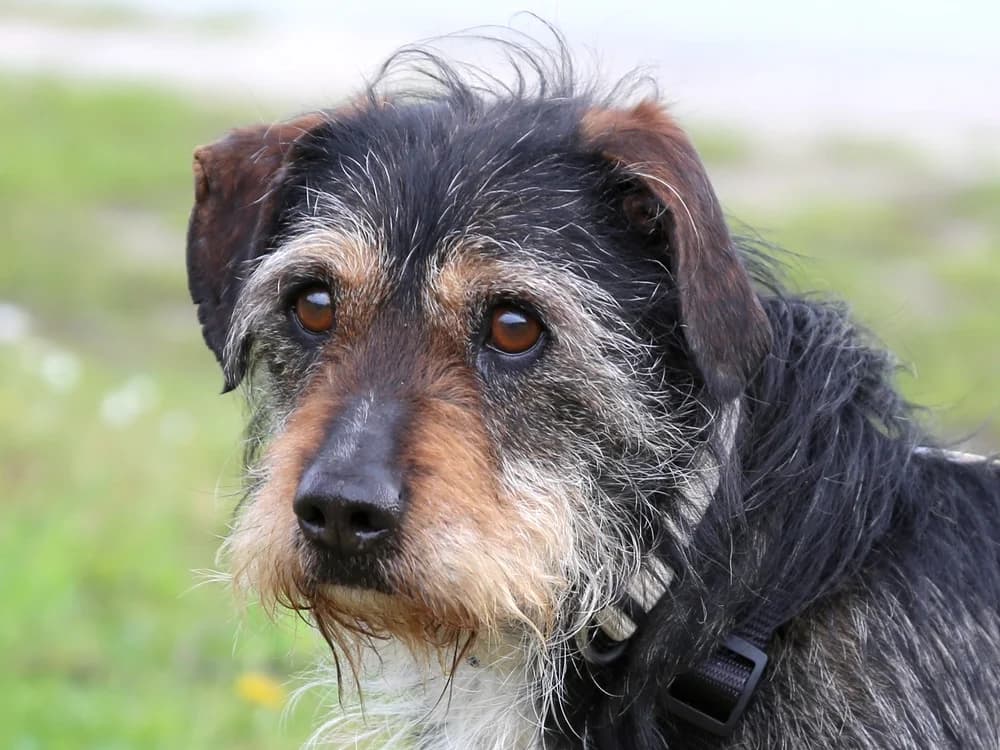 Gamma, Mixed Breed for adoption at Tierhilfe Franken e.V., Lauf