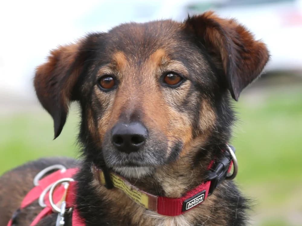 Alani, female Mixed Breed for adoption at Tierhilfe Franken e.V., Lauf