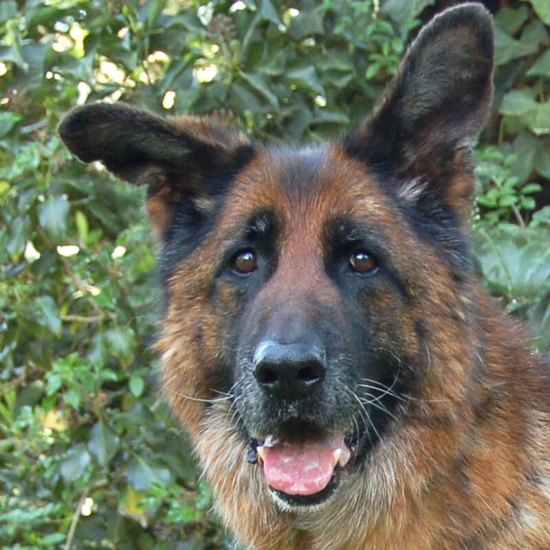 Sir Buddy, male puppy Mixed Breed for adoption at Tierhilfe Franken e.V., Lauf