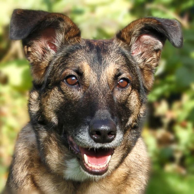 Tissa, female Mixed Breed for adoption at Tierhilfe Franken e.V., Lauf