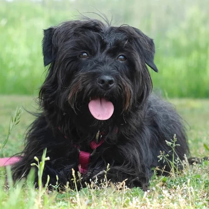 Leia, female Mixed Breed for adoption at Tierhilfe Franken e.V., Lauf