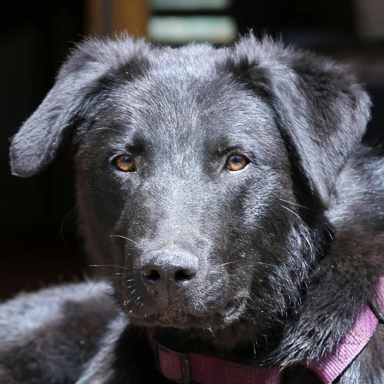 Mojo, Mixed Breed for adoption at Tierhilfe Franken e.V., Lauf