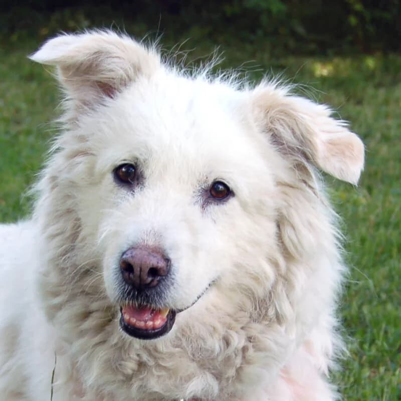 Lady Maya, female Mixed Breed for adoption at Tierhilfe Franken e.V., Lauf