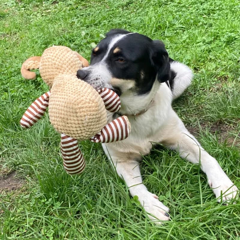 Jelka, female Mixed Breed for adoption at Tierhilfe Franken e.V., Lauf