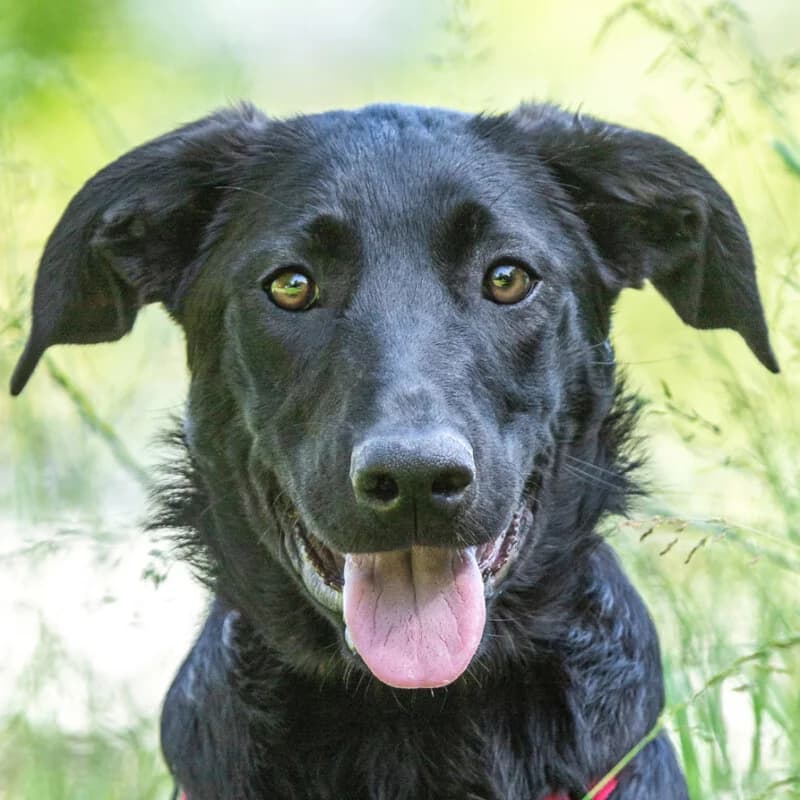 Kim, female Mixed Breed for adoption at Tierhilfe Franken e.V., Lauf