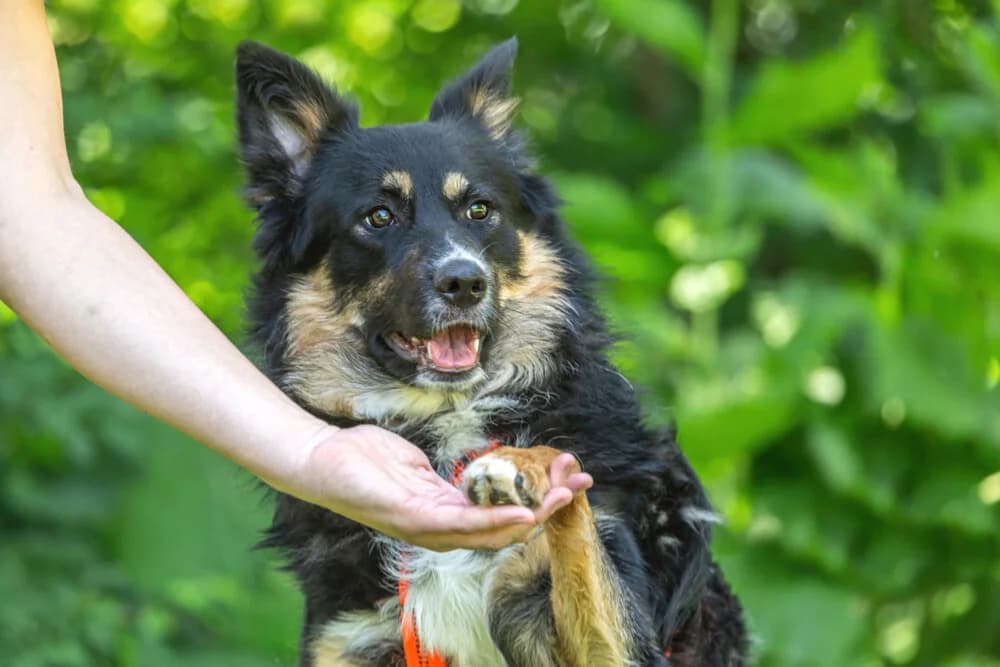 Loksi, male Mixed Breed for adoption at Tierhilfe Franken e.V., Lauf